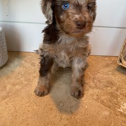 Biscuit - Aussiedoodle puppy in Cleveland, Georgia from Oodle Farms