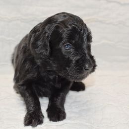 Dandelion - Black Goldendoodle puppy in Ponce De Leon, Florida from A Golden Summer