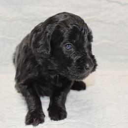 Dandelion - Black Goldendoodle puppy in Ponce De Leon, Florida from A Golden Summer