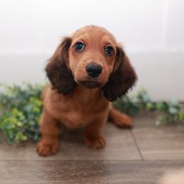 LIGHTNING - Red male Dachshund puppy in Indiantown, Florida from Turquoise River Minature Dachshunds