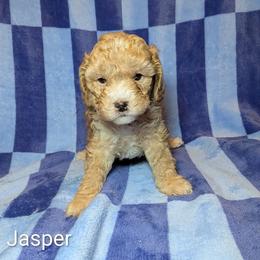 Jasper - Buff male Cockapoo puppy in Sunset, Louisiana from Cano Cockapoos
