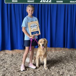 Birdie - Golden Retriever