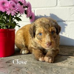 Clove - Brown and white male Aussiedoodle puppy in Ellenburg Center, New York from Kristin's Puppies