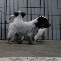 Pascal - Blue male Australian Cattle Dog puppy in Canton, Pennsylvania from DNB Heelers
