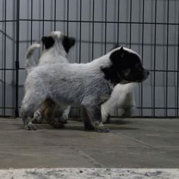 Pascal - Blue male Australian Cattle Dog puppy in Canton, Pennsylvania from DNB Heelers