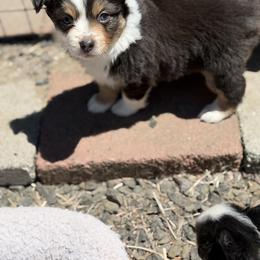 Daisy - Black tri female Miniature American Shepherd puppy in Florence, Oregon from NW Aloha Miniature American Shepherds