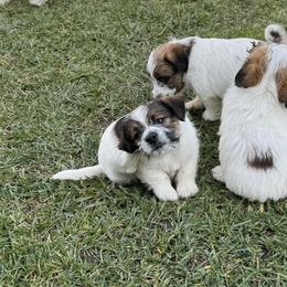 Russell Terrier Puppies from Roger's Russell Terriers