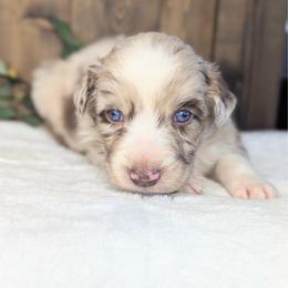 Crimson collar - Red merle male Australian Shepherd puppy in Coulee City, Washington from Mr and Mrs Doodle Farm