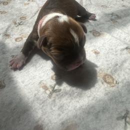 Pink collar - Red female Boston Terrier puppy in Winnie, Texas from Tina Terry's Boston Terriers