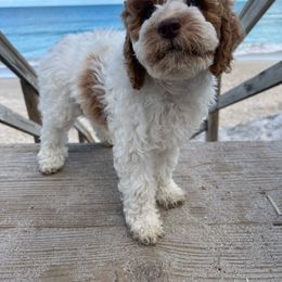 Girl 1 - Cockapoo puppy in Egg Harbor City, New Jersey from Grace Given Cockapoos (GGC)