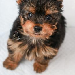 Yorkshire Terrier Puppies from Essence of Grace Yorkies