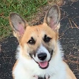 Violet - Pembroke Welsh Corgi