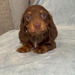 Hershey-pet only price - Piebald male Dachshund puppy in Gainesville, Texas from Diamond B Doxies
