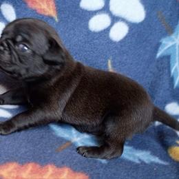 Winston AKC - Black male Pug puppy in Blountsville, Alabama from Rock Springs Pugs