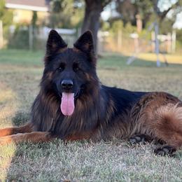 German Shepherd Puppies from Zaragoza German Shepherds