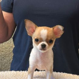Peaches - Red and white female Chihuahua puppy in Roseville, California from California Dreaming