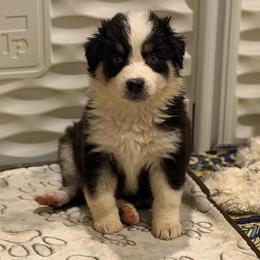 Skittles - Black tri-color female Australian Shepherd puppy in Denton, North Carolina from Double R Farm Aussies