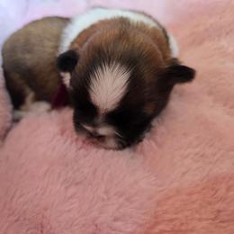 Girl 2 - Brindle and white female Shih Tzu puppy in Mountain Grove, Missouri from Precious Puppies