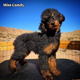 Miss Candy - Black phantom female Aussiedoodle puppy in Dolan Springs, Arizona from High Desert Companions