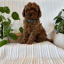 Cavapoo Puppies from White Creek