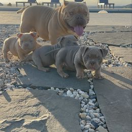 Legend - Tri-color male Australian Labradoodle puppy in Auburn, California from Poodles and Labradoodles breeder