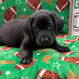 Yellow - Black female Labrador Retriever puppy in Heath Springs, South Carolina from Rich Hill Retrievers