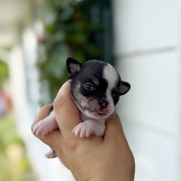 Zorro - Black and white male Chihuahua puppy in Harrison, Michigan from Cloud9 Chihuahuas