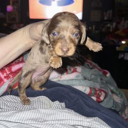 Dachshund Puppies from Garland Weens