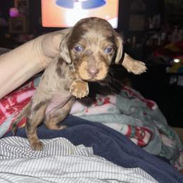 Dachshund Puppies from Garland Weens