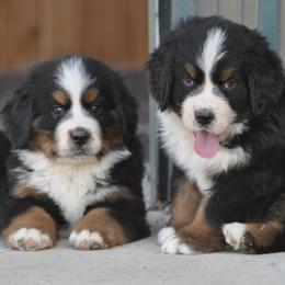 Bernese Mountain Dog, Golden Mountain Dog, and Golden Retriever Puppies from Grateful Bernese