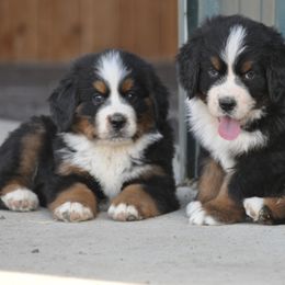 Bernese Mountain Dog, Golden Mountain Dog, and Golden Retriever Puppies from Grateful Bernese