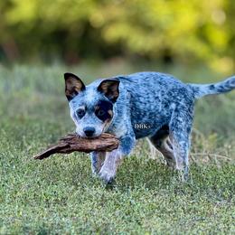 Trapper - Australian Cattle Dog