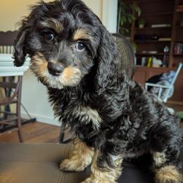 Jet - Black and tan male Cavapoo puppy in Seattle, Washington from WW Cavapoos