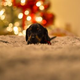 Harry - Black and tan male Dachshund puppy in Converse, Texas from JP's South Texas Dachshunds