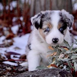 Australian Shepherd and Miniature Australian Shepherd Puppies from Canyon Creek Aussies