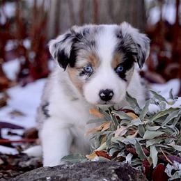 Australian Shepherd and Miniature Australian Shepherd Puppies from Canyon Creek Aussies