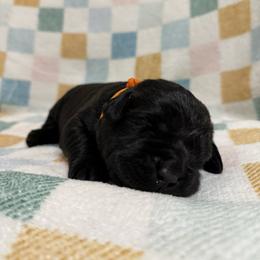 Orange girl - Black female Labrador Retriever puppy in Corning, California from Raven's Labradors