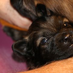 Belgian Tervuren Puppies from Wildrose Working Belgians