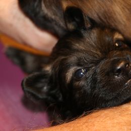 Belgian Tervuren Puppies from Wildrose Working Belgians