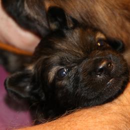 Belgian Tervuren Puppies from Wildrose Working Belgians