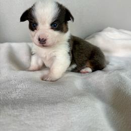 Murphy - Gray and white male American Corgi puppy in Oxford, Iowa from Burns Corgis