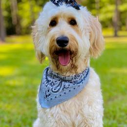 Wimberly - Goldendoodle