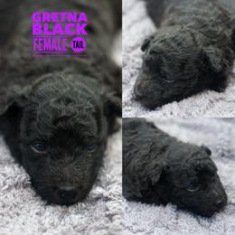 Gretna - Black female Mudi puppy in Gatlinburg, Tennessee from Greenbrier