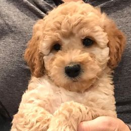 Goldendoodle Puppies from Northwoods Goldendoodles