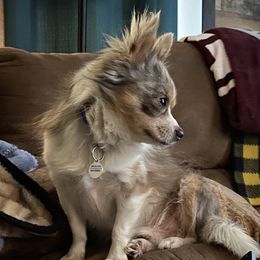 Milo - Chihuahua
