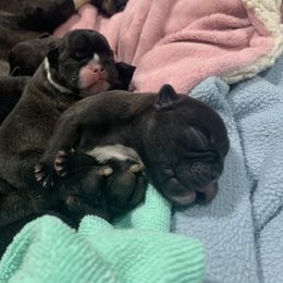 French Bulldog Puppies from Luna and London’s Puppies
