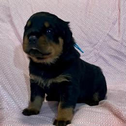 Strike - Black and mahogany male Rottweiler puppy in Crothersville, Indiana from The Solid Rock Kennel