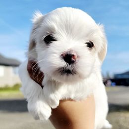 Maltese from Mes Chéris Maltese