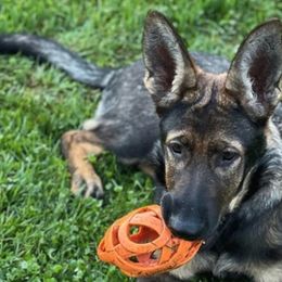 German Shepherds from Kvell Shepherds