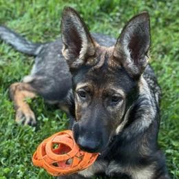 German Shepherds from Kvell Shepherds